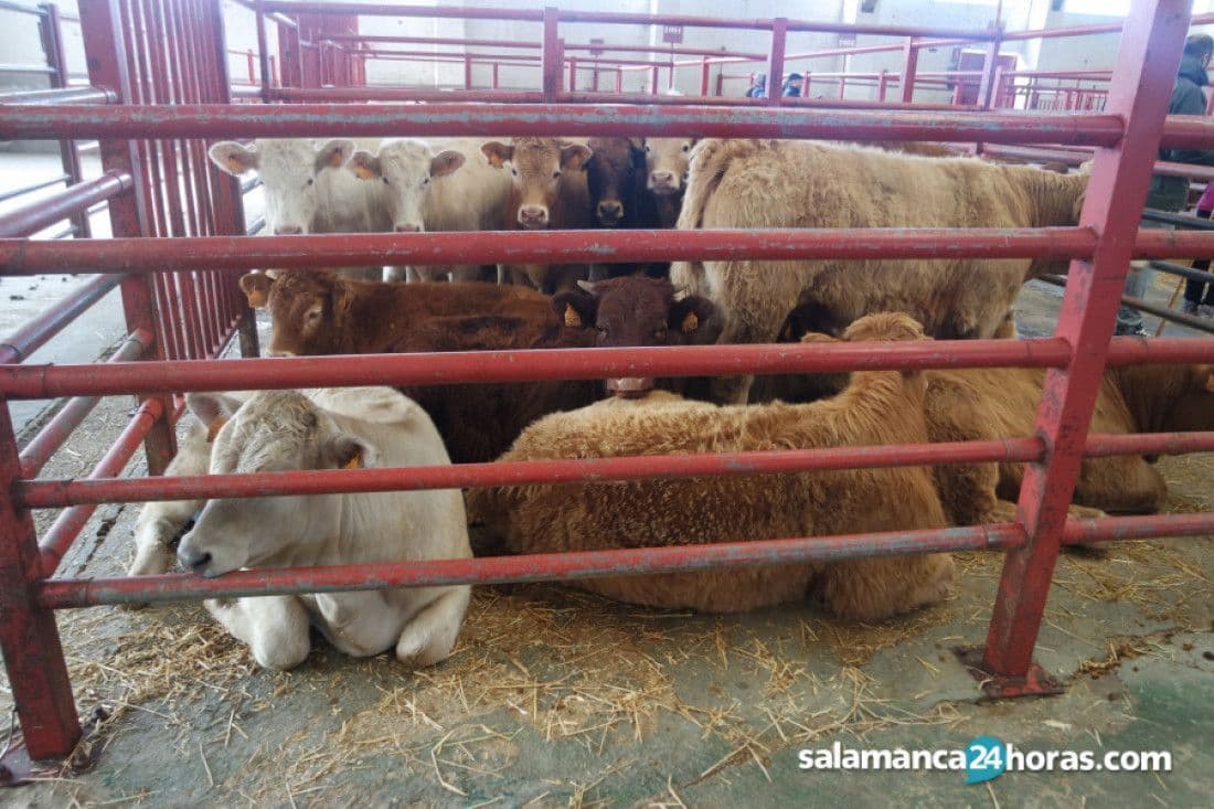 Así fue la Lonja de Salamanca el 26 de abril: Precios estables para los cereales, caen los terneros, vuelve a subir el ibérico