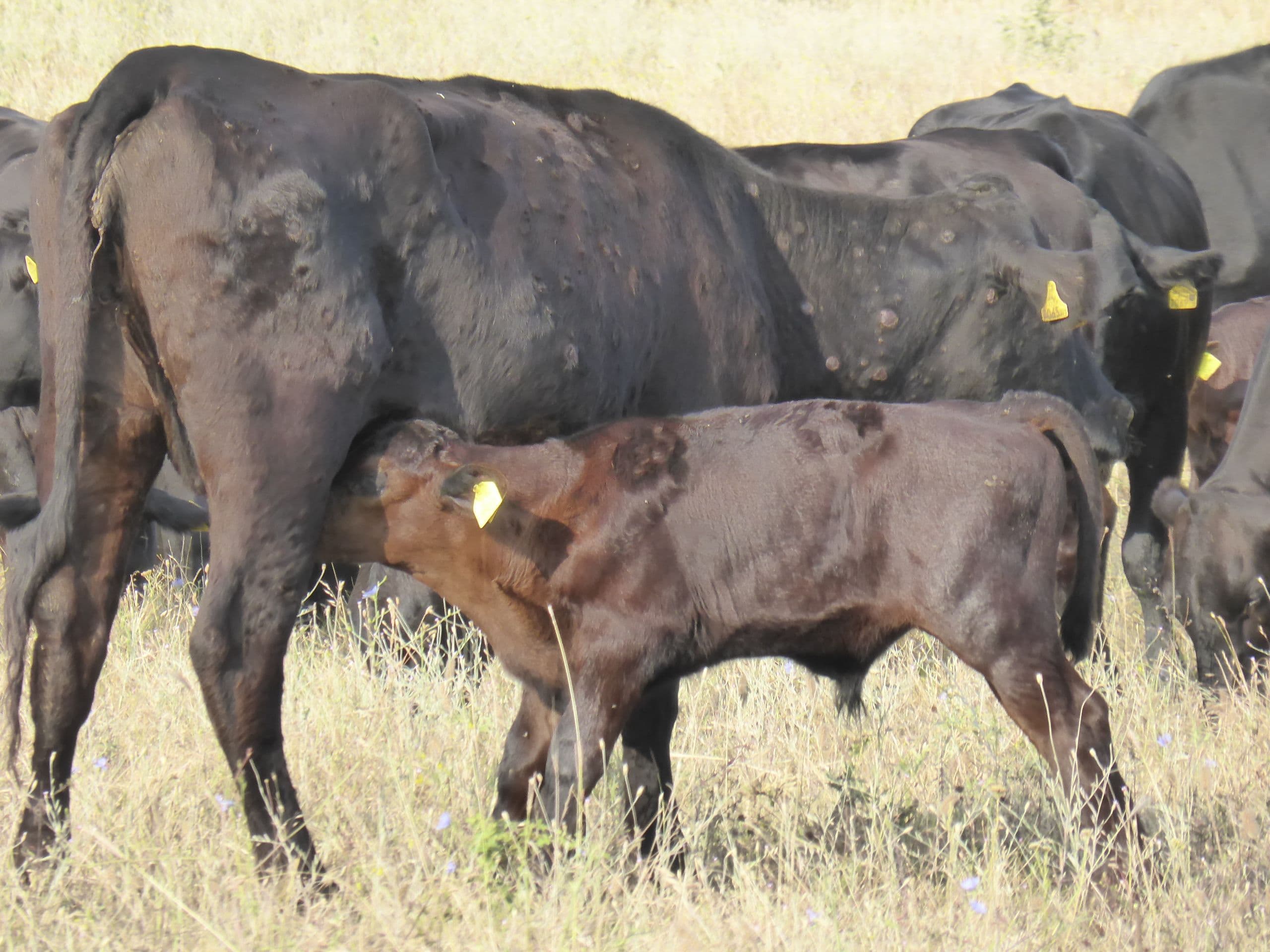 Animal enfermo de Dermatosis Nodular | Tsviatko Alexandrov | MAPA